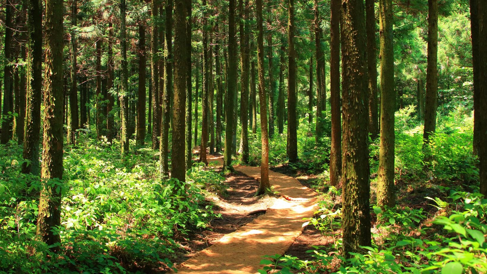 Mit Wald und Stille entspannter in den Alltag - durch mehr Achtsamkeit die Natur anders erleben