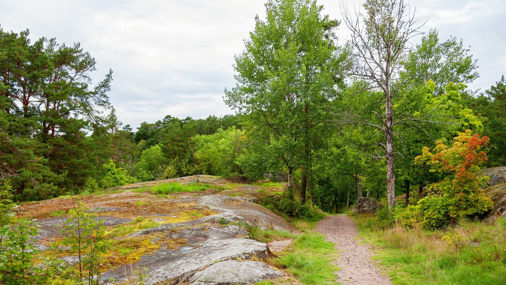 Kursleiter*in für Waldbaden – Achtsamkeit in der Natur - Sonderedition in Schweden