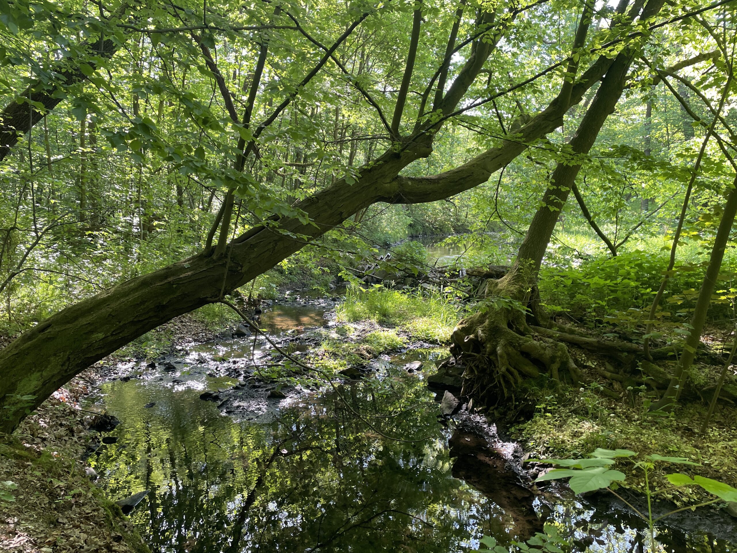 Wald und Wasser
