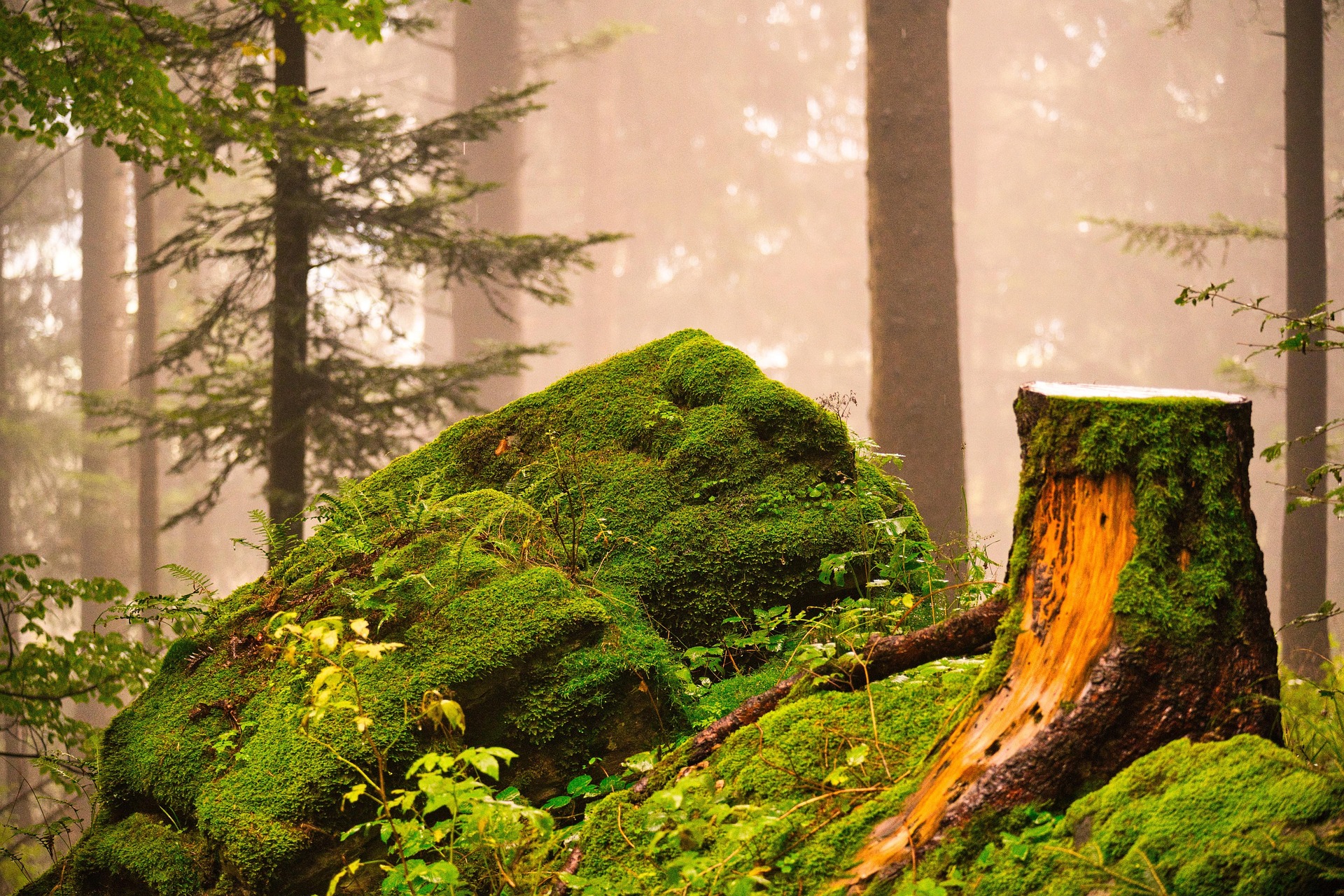 Achtsame Rauhnächte im Wald
