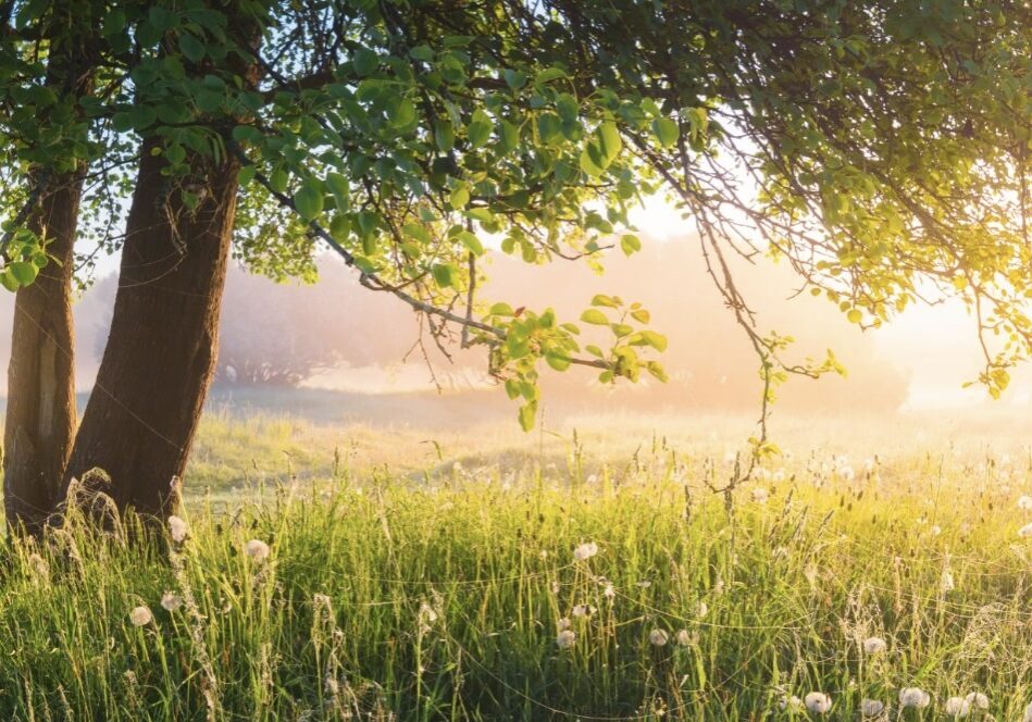 Die Wirkungskraft der Natur