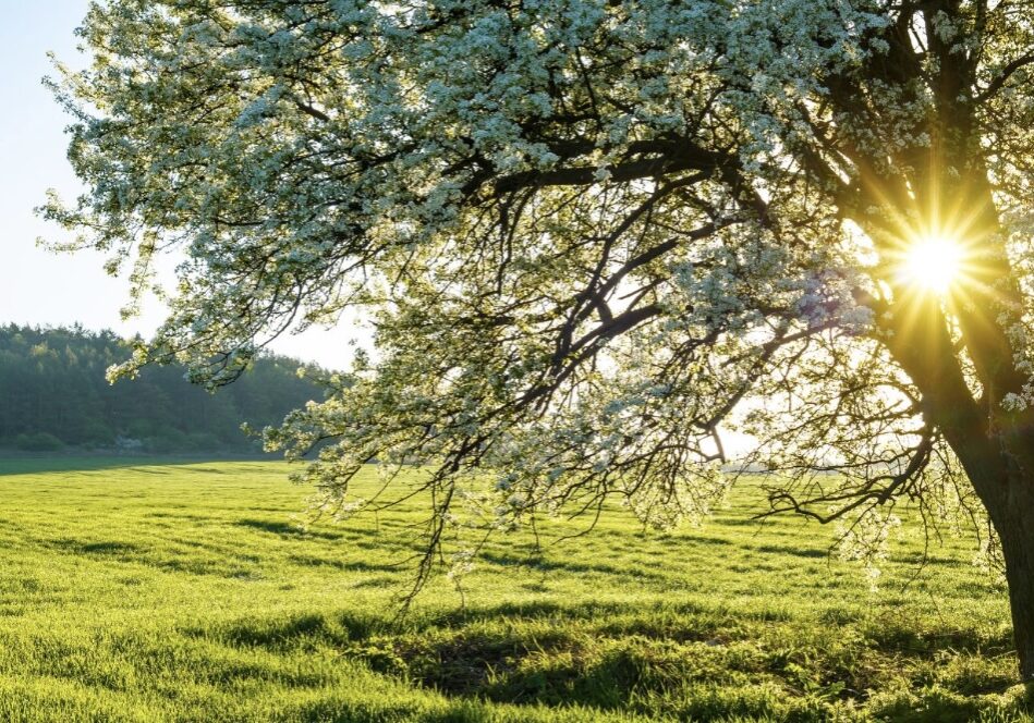 Die Weisheiten der Natur