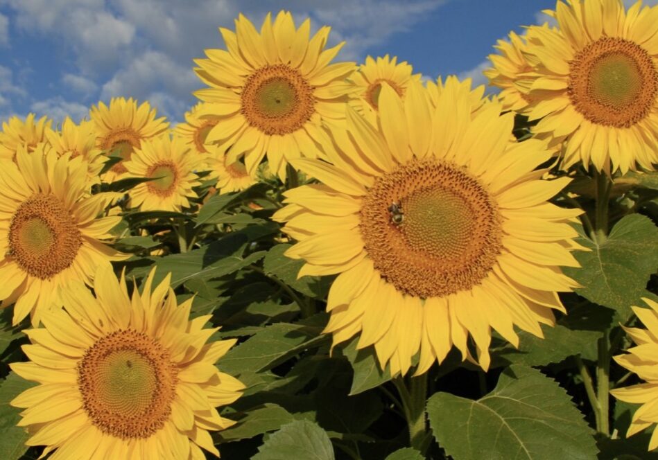 Der Wandel der Natur und des Lebens