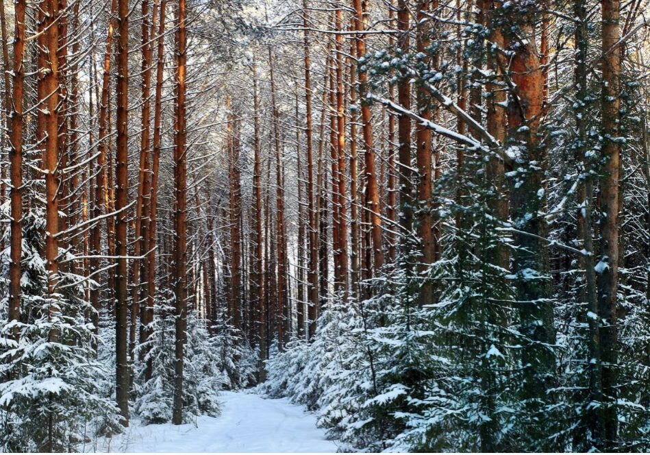 Ein Monat der Besinnung und der Magie